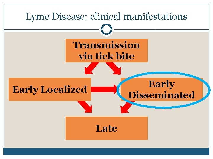 Lyme Disease: clinical manifestations Transmission via tick bite Early Disseminated Early Localized Late 
