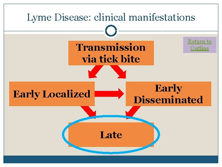 Lyme Disease: clinical manifestations Transmission via tick bite Return to Outline Early Disseminated Early