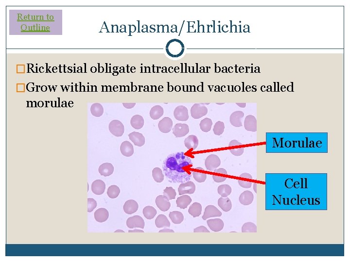 Return to Outline Anaplasma/Ehrlichia �Rickettsial obligate intracellular bacteria �Grow within membrane bound vacuoles called Return to Outline Anaplasma/Ehrlichia �Rickettsial obligate intracellular bacteria �Grow within membrane bound vacuoles called