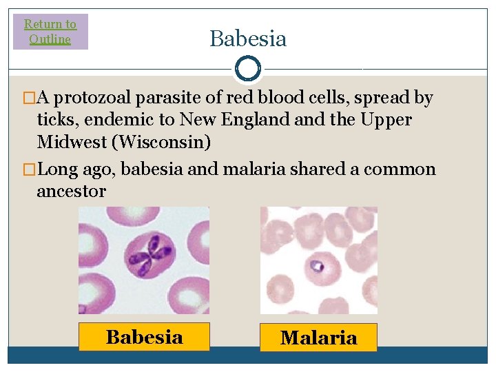 Return to Outline Babesia �A protozoal parasite of red blood cells, spread by ticks,
