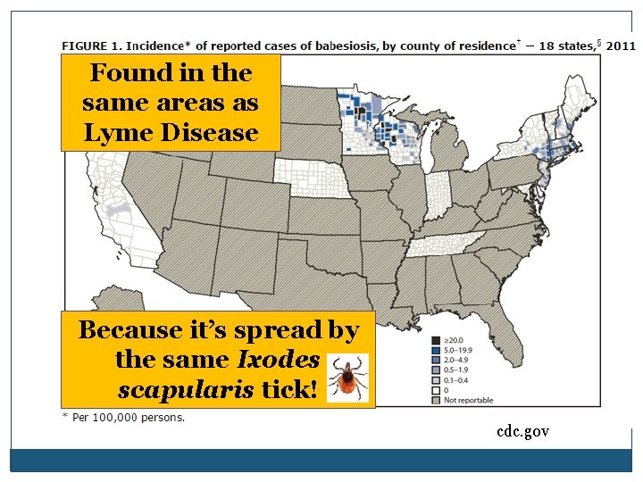 Found in the same areas as Lyme Disease Because it’s spread by the same