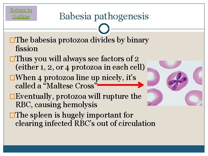 Return to Outline Babesia pathogenesis �The babesia protozoa divides by binary fission �Thus you