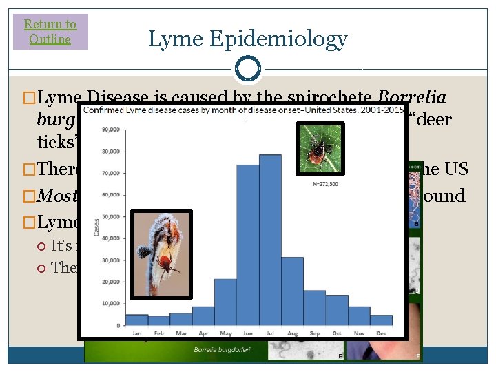 Return to Outline Lyme Epidemiology �Lyme Disease is caused by the spirochete Borrelia burgdorferi