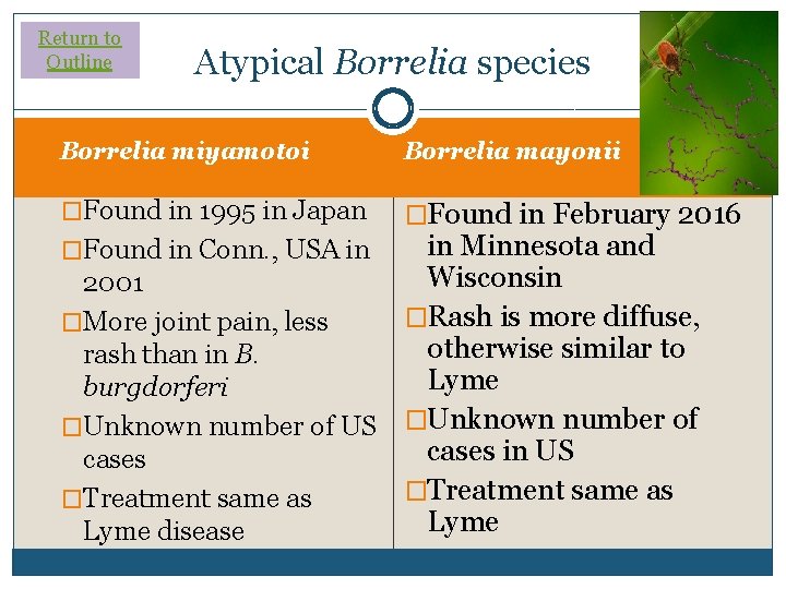 Return to Outline Atypical Borrelia species Borrelia miyamotoi Borrelia mayonii �Found in 1995 in