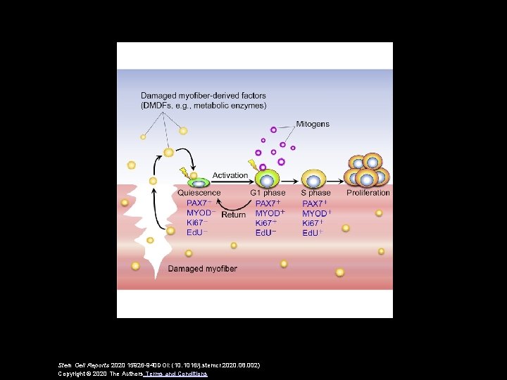 Stem Cell Reports 2020 15926 -940 DOI: (10. 1016/j. stemcr. 2020. 08. 002) Copyright