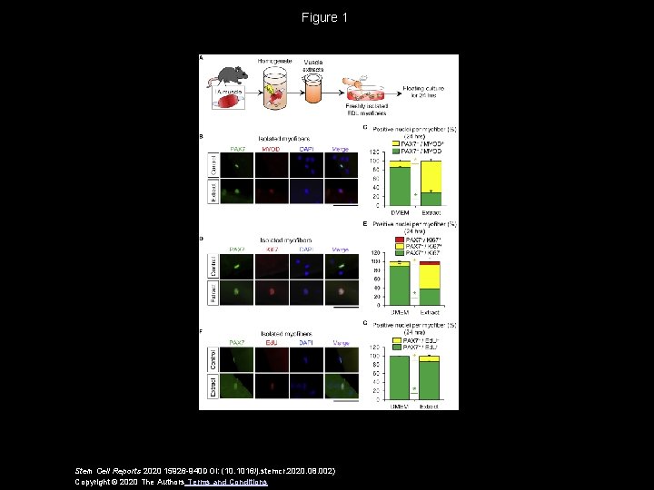 Figure 1 Stem Cell Reports 2020 15926 -940 DOI: (10. 1016/j. stemcr. 2020. 08.