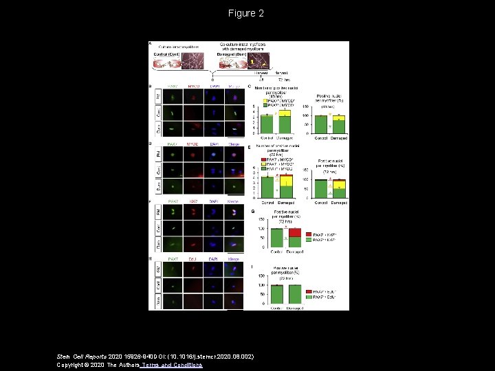 Figure 2 Stem Cell Reports 2020 15926 -940 DOI: (10. 1016/j. stemcr. 2020. 08.