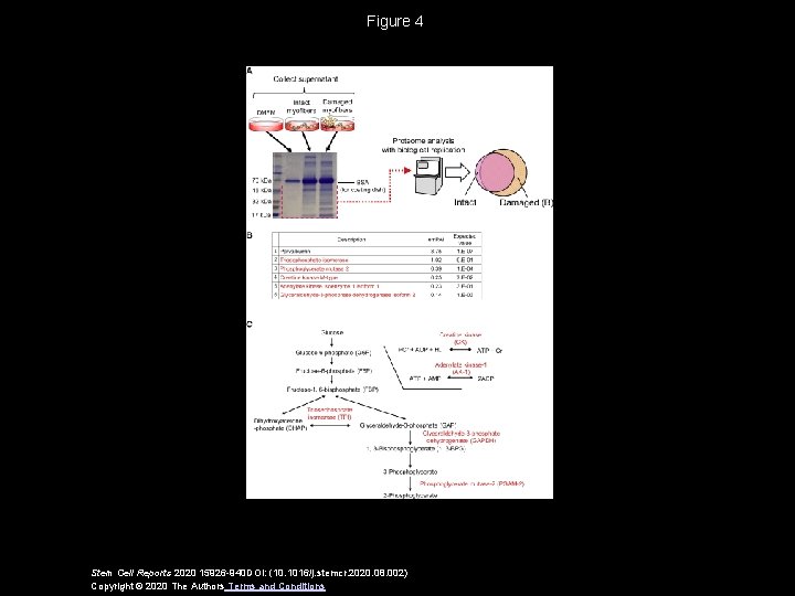 Figure 4 Stem Cell Reports 2020 15926 -940 DOI: (10. 1016/j. stemcr. 2020. 08.