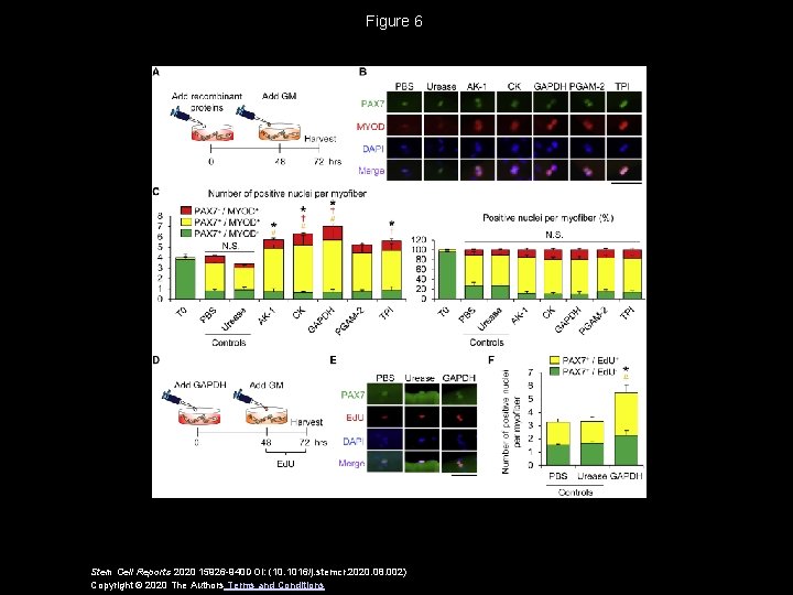 Figure 6 Stem Cell Reports 2020 15926 -940 DOI: (10. 1016/j. stemcr. 2020. 08.