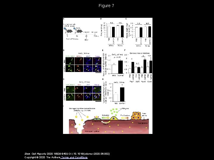 Figure 7 Stem Cell Reports 2020 15926 -940 DOI: (10. 1016/j. stemcr. 2020. 08.