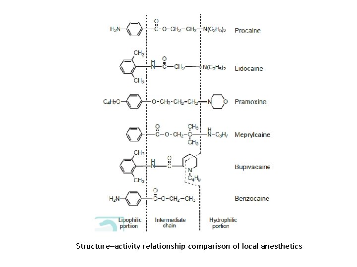 Structure–activity relationship comparison of local anesthetics Structure–activity relationship comparison of local anesthetics
