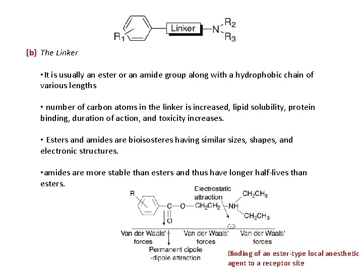 (b) The Linker • It is usually an ester or an amide group along (b) The Linker • It is usually an ester or an amide group along