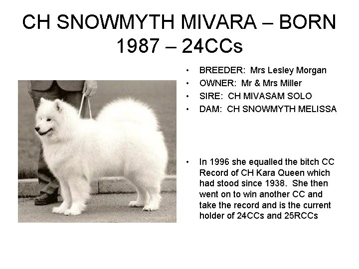 CH SNOWMYTH MIVARA – BORN 1987 – 24 CCs • • BREEDER: Mrs Lesley CH SNOWMYTH MIVARA – BORN 1987 – 24 CCs • • BREEDER: Mrs Lesley