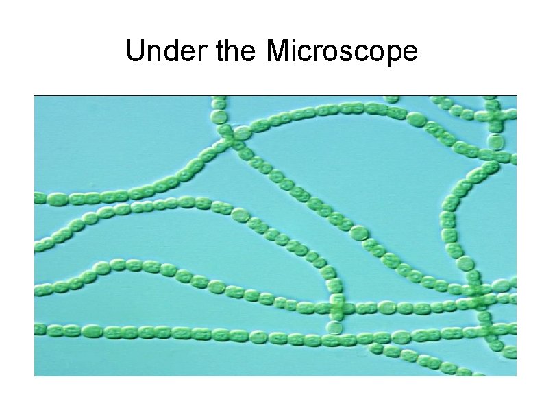Under the Microscope Under the Microscope