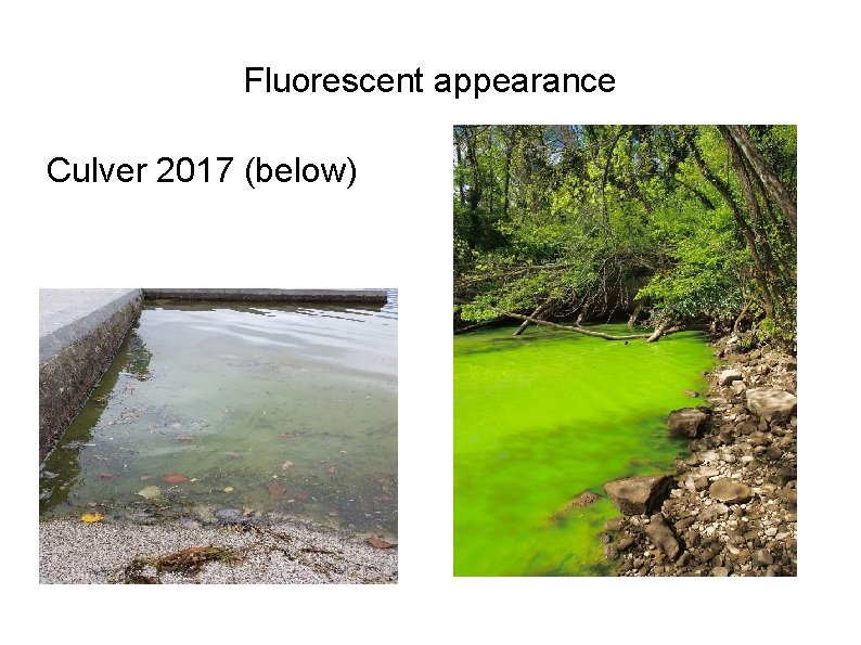 Fluorescent appearance Culver 2017 (below) 