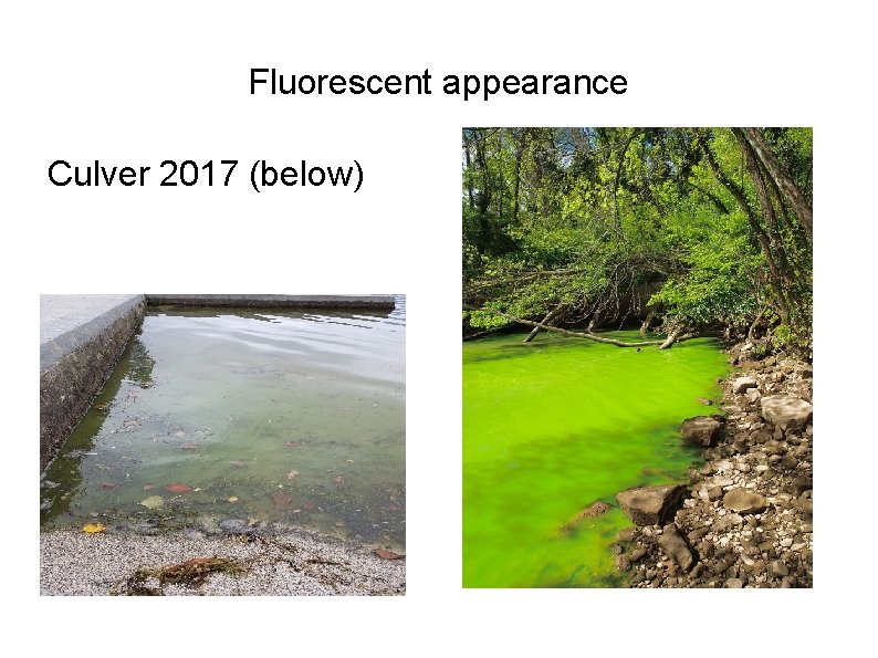 Fluorescent appearance Culver 2017 (below) Fluorescent appearance Culver 2017 (below)