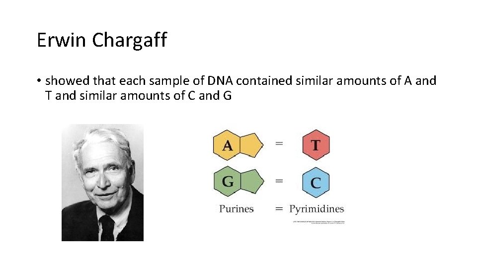 Erwin Chargaff • showed that each sample of DNA contained similar amounts of A