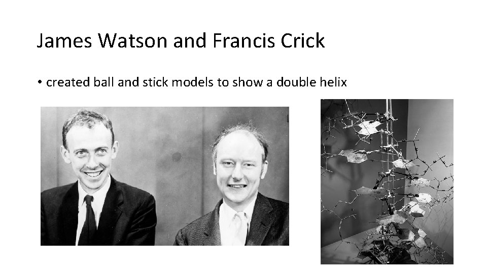 James Watson and Francis Crick • created ball and stick models to show a