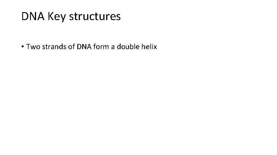 DNA Key structures • Two strands of DNA form a double helix 