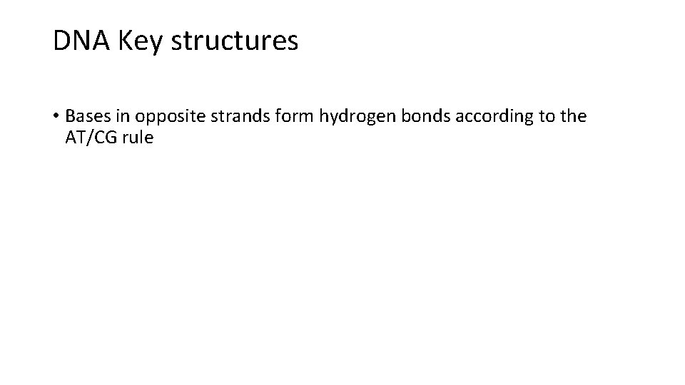 DNA Key structures • Bases in opposite strands form hydrogen bonds according to the