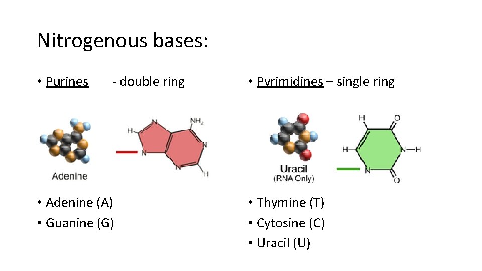 Nitrogenous bases: • Purines - double ring • Adenine (A) • Guanine (G) •