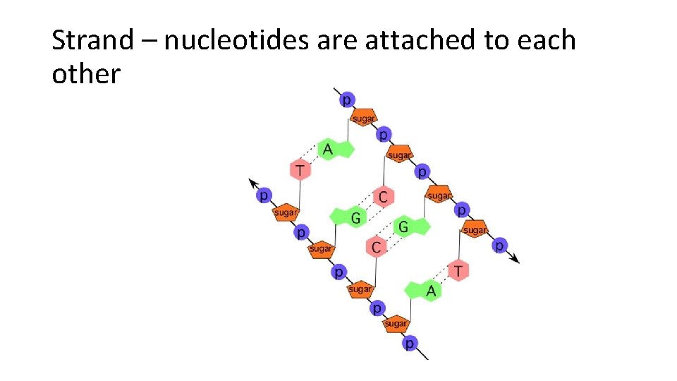 Strand – nucleotides are attached to each other 