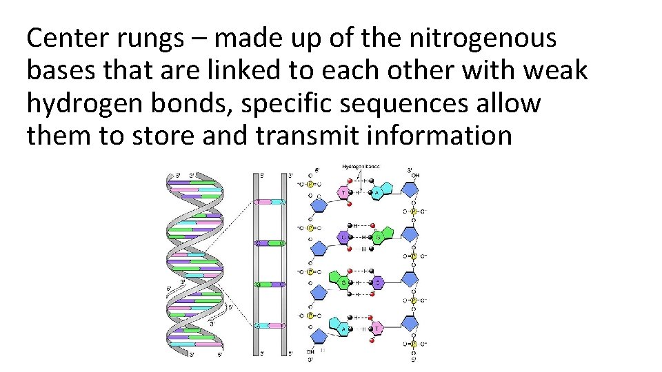 Center rungs – made up of the nitrogenous bases that are linked to each