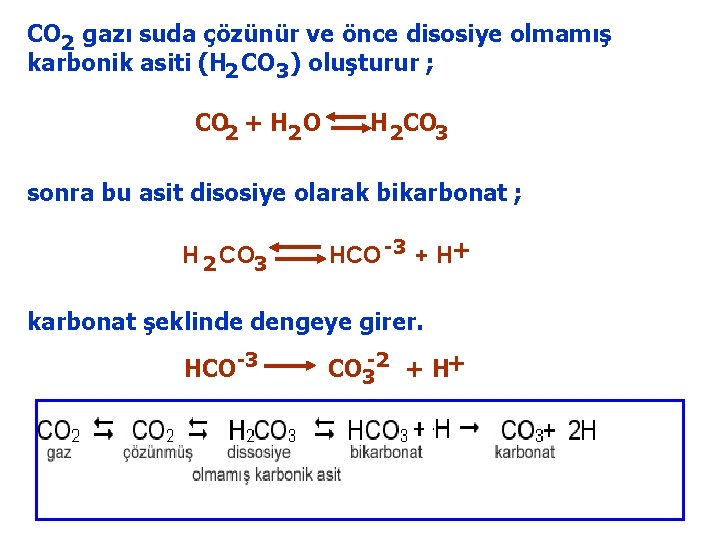 CO 2 gazı suda çözünür ve önce disosiye olmamış karbonik asiti (H 2 CO