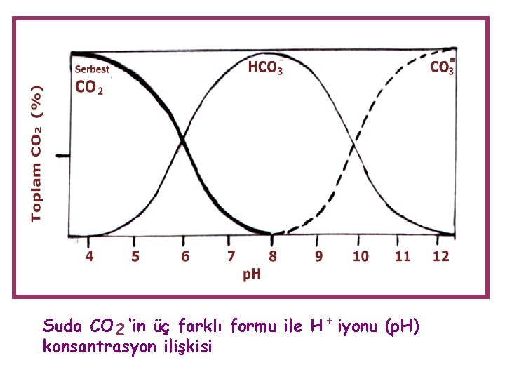 Suda CO 2 ‘in üç farklı formu ile H + iyonu (p. H) konsantrasyon