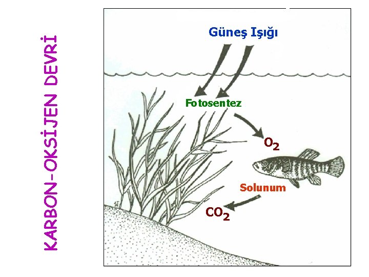 KARBON-OKSİJEN DEVRİ Güneş Işığı Fotosentez O 2 Solunum CO 2 