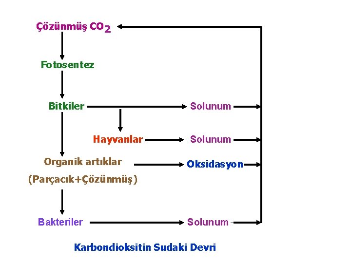 Çözünmüş CO 2 Fotosentez Bitkiler Solunum Hayvanlar Organik artıklar Solunum Oksidasyon (Parçacık+Çözünmüş) Bakteriler Solunum