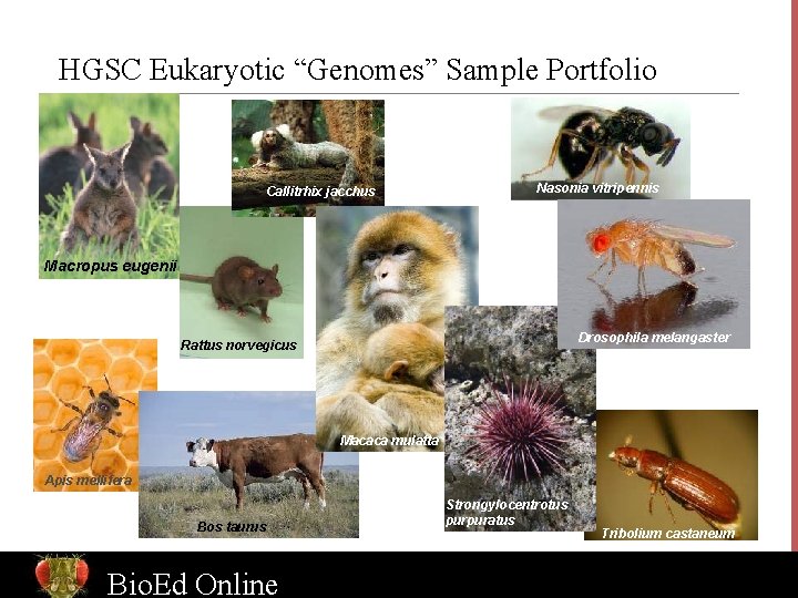 HGSC Eukaryotic “Genomes” Sample Portfolio Callitrhix jacchus Nasonia vitripennis <> Macropus eugenii Drosophila melangaster