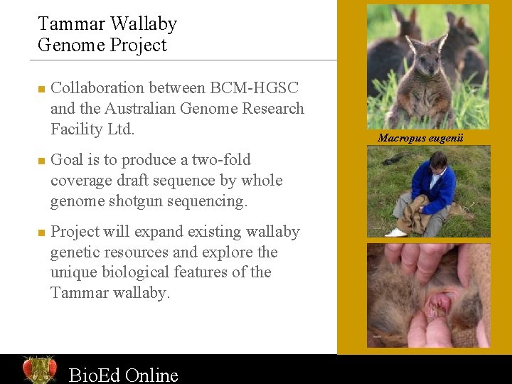 Tammar Wallaby Genome Project n n n Collaboration between BCM-HGSC and the Australian Genome