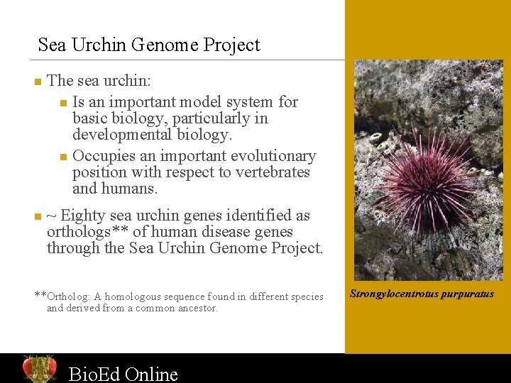 Sea Urchin Genome Project n n The sea urchin: n Is an important model
