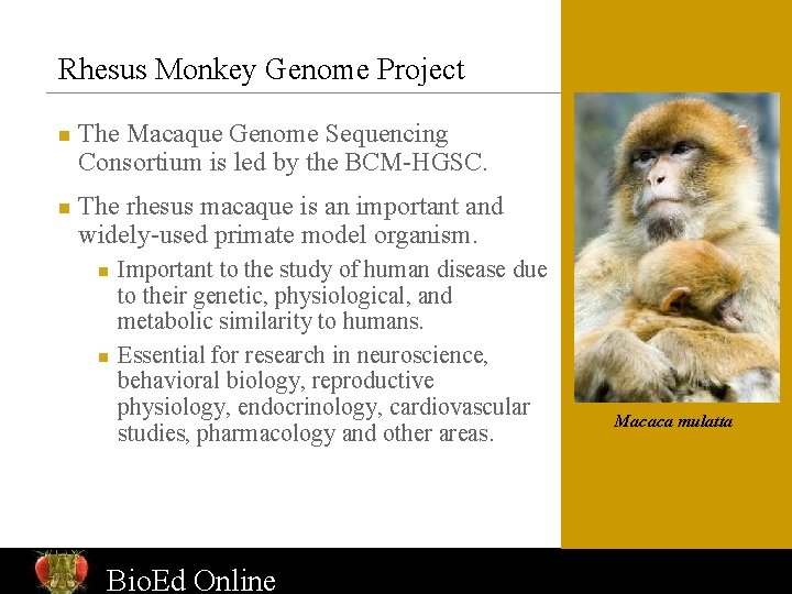 Rhesus Monkey Genome Project n n The Macaque Genome Sequencing Consortium is led by