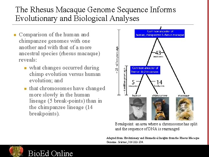The Rhesus Macaque Genome Sequence Informs Evolutionary and Biological Analyses n Comparison of the
