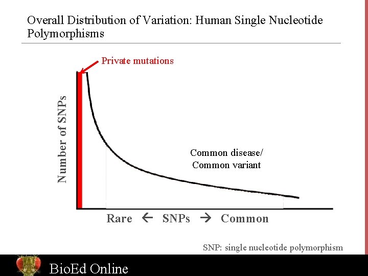 Overall Distribution of Variation: Human Single Nucleotide Polymorphisms Number of SNPs Private mutations Common