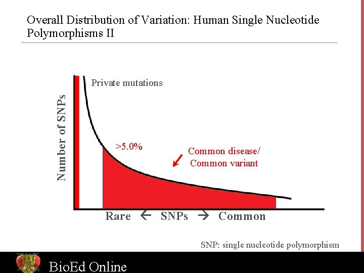 Overall Distribution of Variation: Human Single Nucleotide Polymorphisms II Number of SNPs Private mutations
