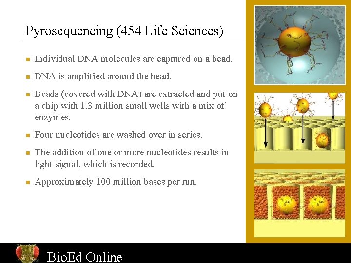 Pyrosequencing (454 Life Sciences) n Individual DNA molecules are captured on a bead. n