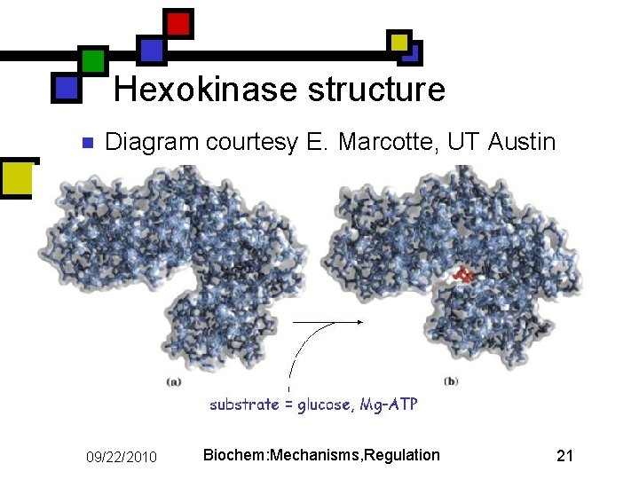 Hexokinase structure n Diagram courtesy E. Marcotte, UT Austin 09/22/2010 Biochem: Mechanisms, Regulation 21