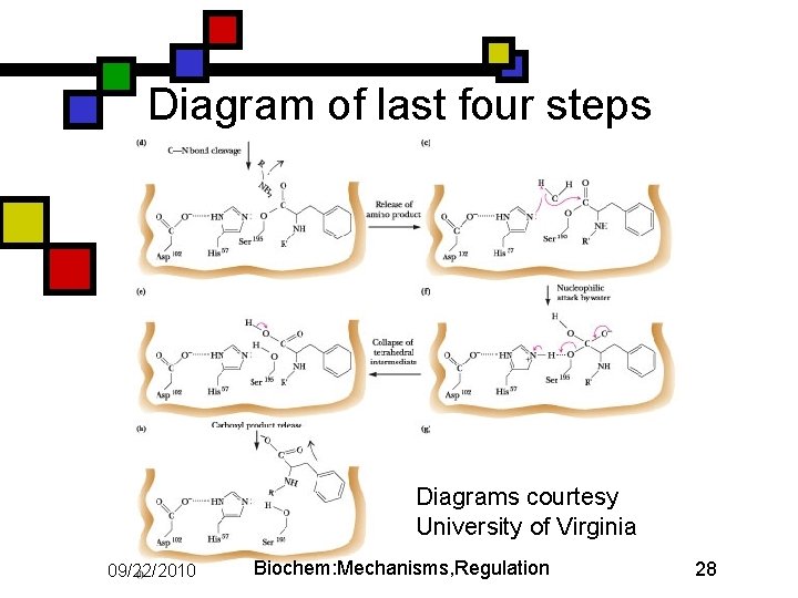 Diagram of last four steps Diagrams courtesy University of Virginia 09/22/2010 Biochem: Mechanisms, Regulation