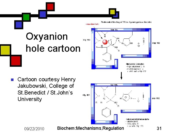 Oxyanion hole cartoon n Cartoon courtesy Henry Jakubowski, College of St. Benedict / St.