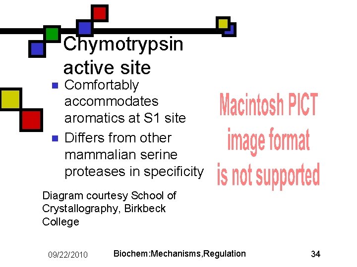 Chymotrypsin active site n n Comfortably accommodates aromatics at S 1 site Differs from