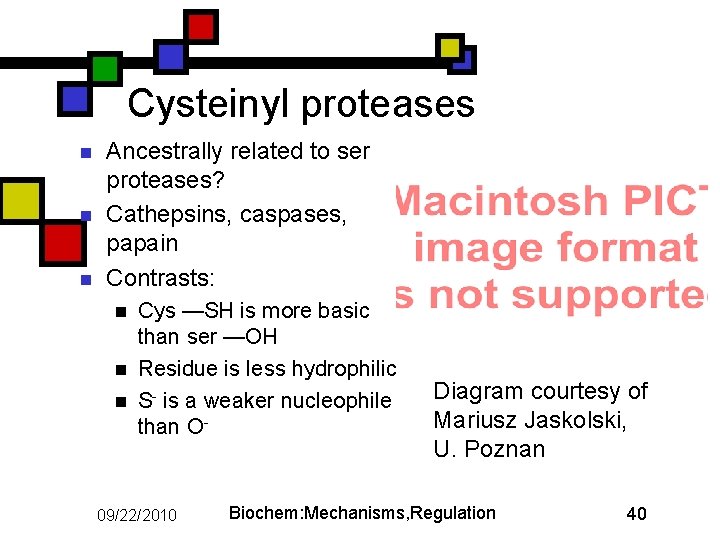 Cysteinyl proteases n n n Ancestrally related to ser proteases? Cathepsins, caspases, papain Contrasts: