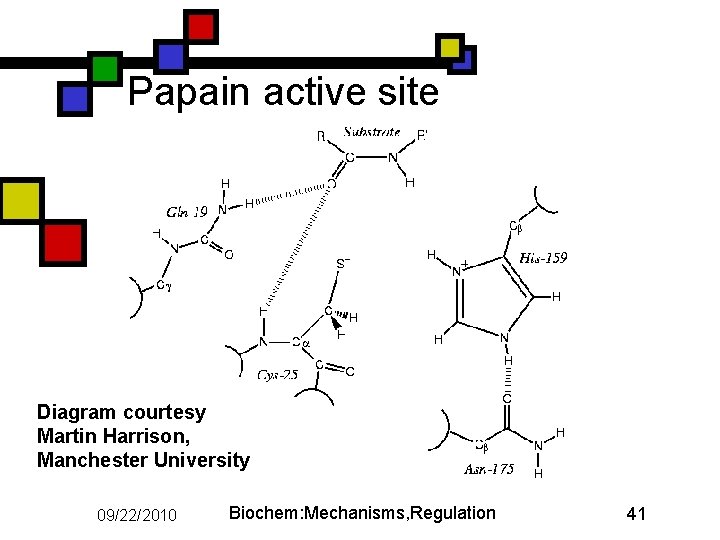 Papain active site Diagram courtesy Martin Harrison, Manchester University 09/22/2010 Biochem: Mechanisms, Regulation 41