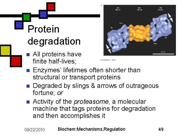 Protein degradation n n All proteins have finite half-lives; Enzymes’ lifetimes often shorter than