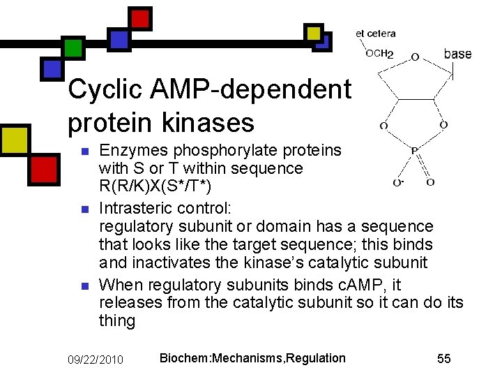 Cyclic AMP-dependent protein kinases n n n Enzymes phosphorylate proteins with S or T