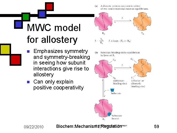 MWC model for allostery n n Emphasizes symmetry and symmetry-breaking in seeing how subunit