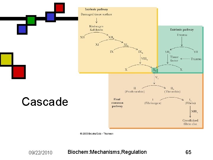 Cascade 09/22/2010 Biochem: Mechanisms, Regulation 65 