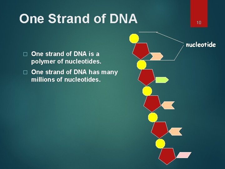 One Strand of DNA 10 nucleotide � One strand of DNA is a polymer
